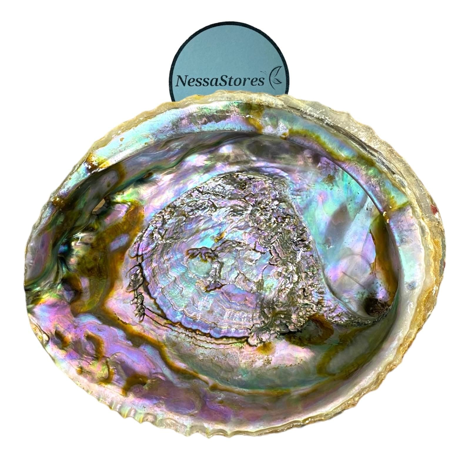 Abalone Shell