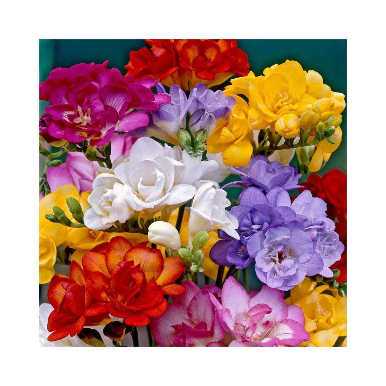 Freesia Mixed Double X 25 Scented Bulbs Flower Guarantee,by Growtanical®