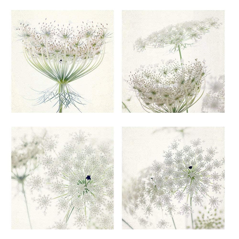 Queen Anne's Lace Flower Print Set of 4