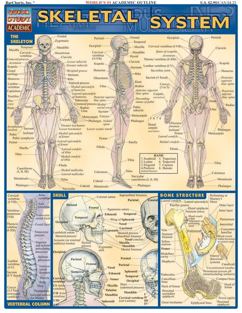 Skeletal System Quick Study Reference Guide (Quick Study Academic) Misc. Supplies – December 20, 2000
