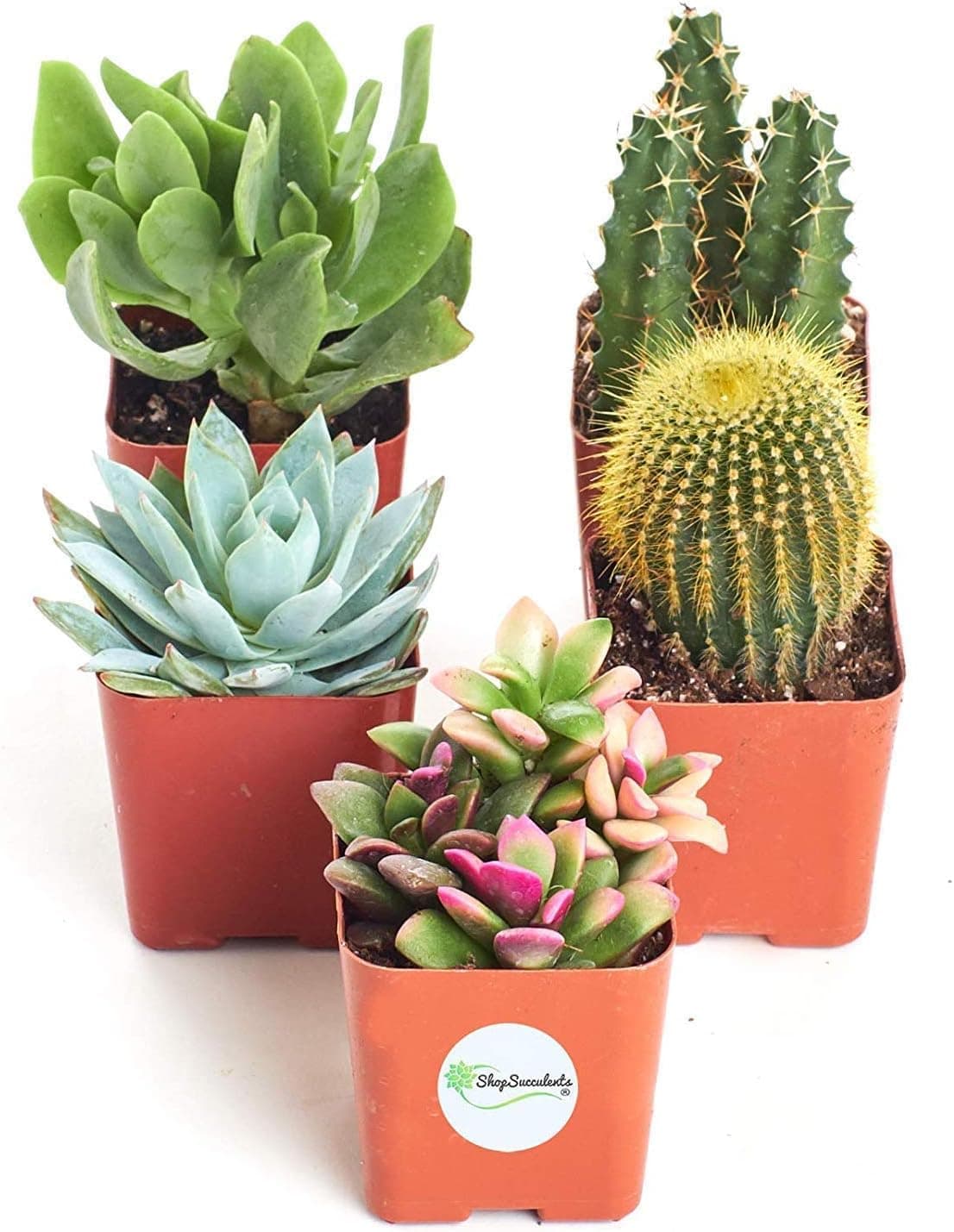 Shop Succulents Premium Live Mini Cactus and Succulent Plants in 2" Pots, Easy Care Indoor or Outdoor Gardening, Terrariums, Favors, & Contemporary Spaces with Hardy, Resilient Varieties, Pack of 5