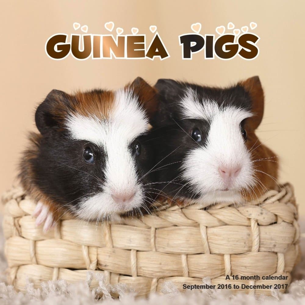 Guinea Pigs 2017 Wall Calendar