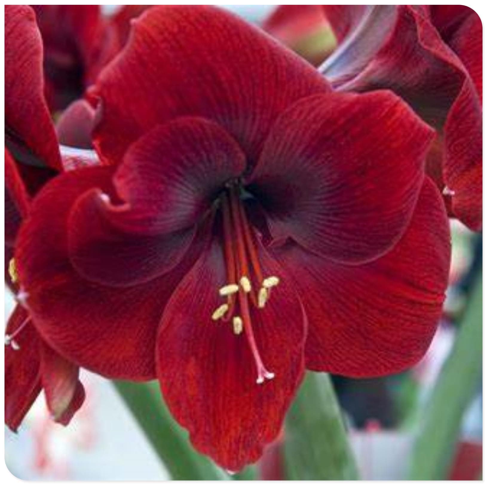 Amaryllis for Planting Now UK Perennial Good for Containers Excellent Display Plant Bulbs Ornamental Greening Flower Natural Organic Easy Plant Perennial -5bulbs-B