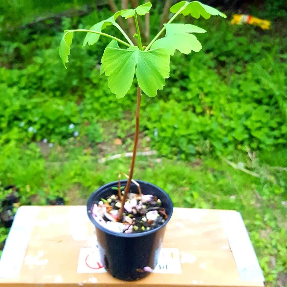 Golden Mermaid 2 Year Ginkgo Tree in 4" Pot