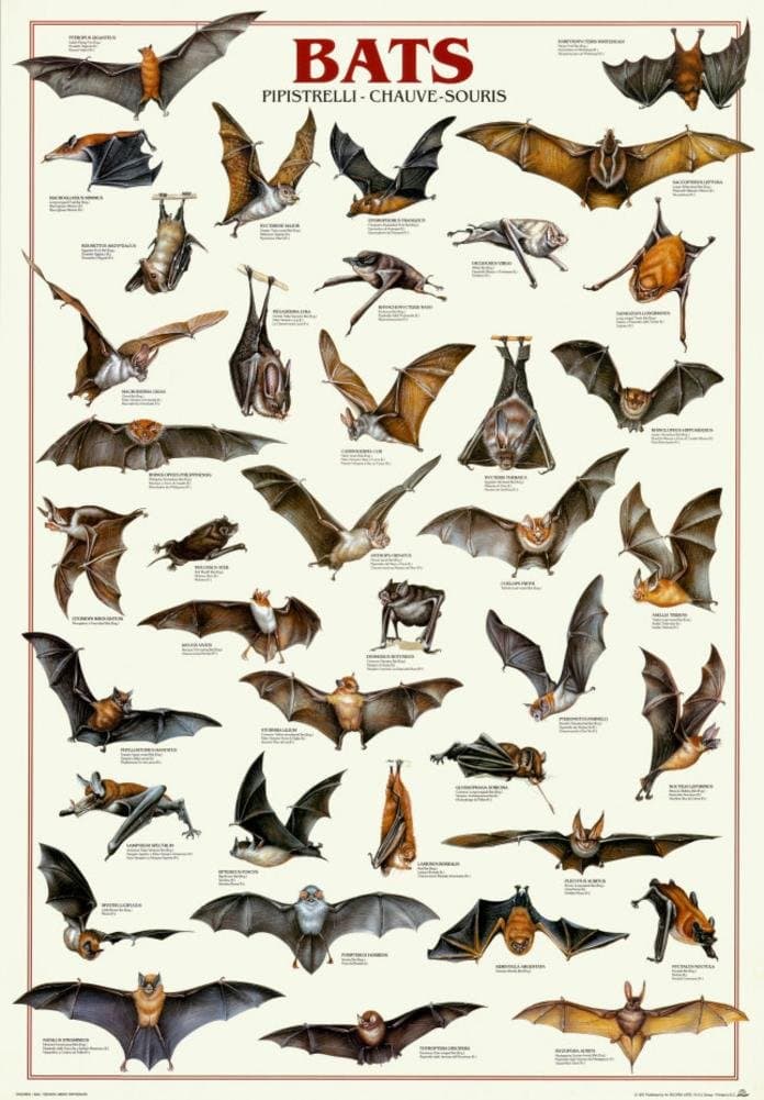 SciEd Bats Poster