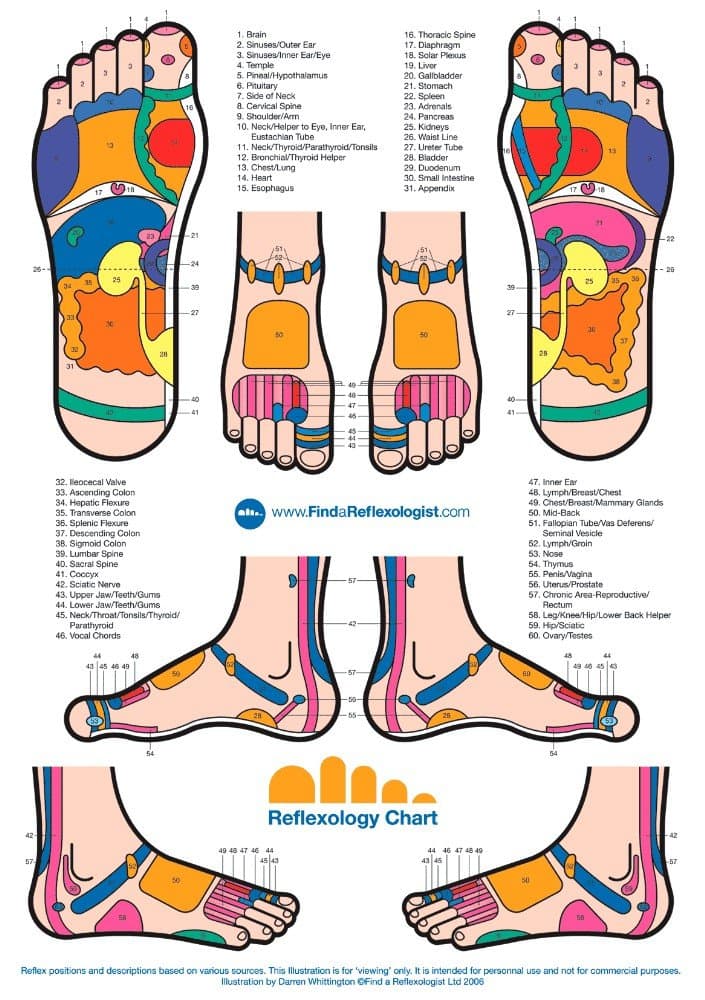 The Museum Outlet charts of - Reflexology Chart - 11.7x16.5 Inch Poster Print