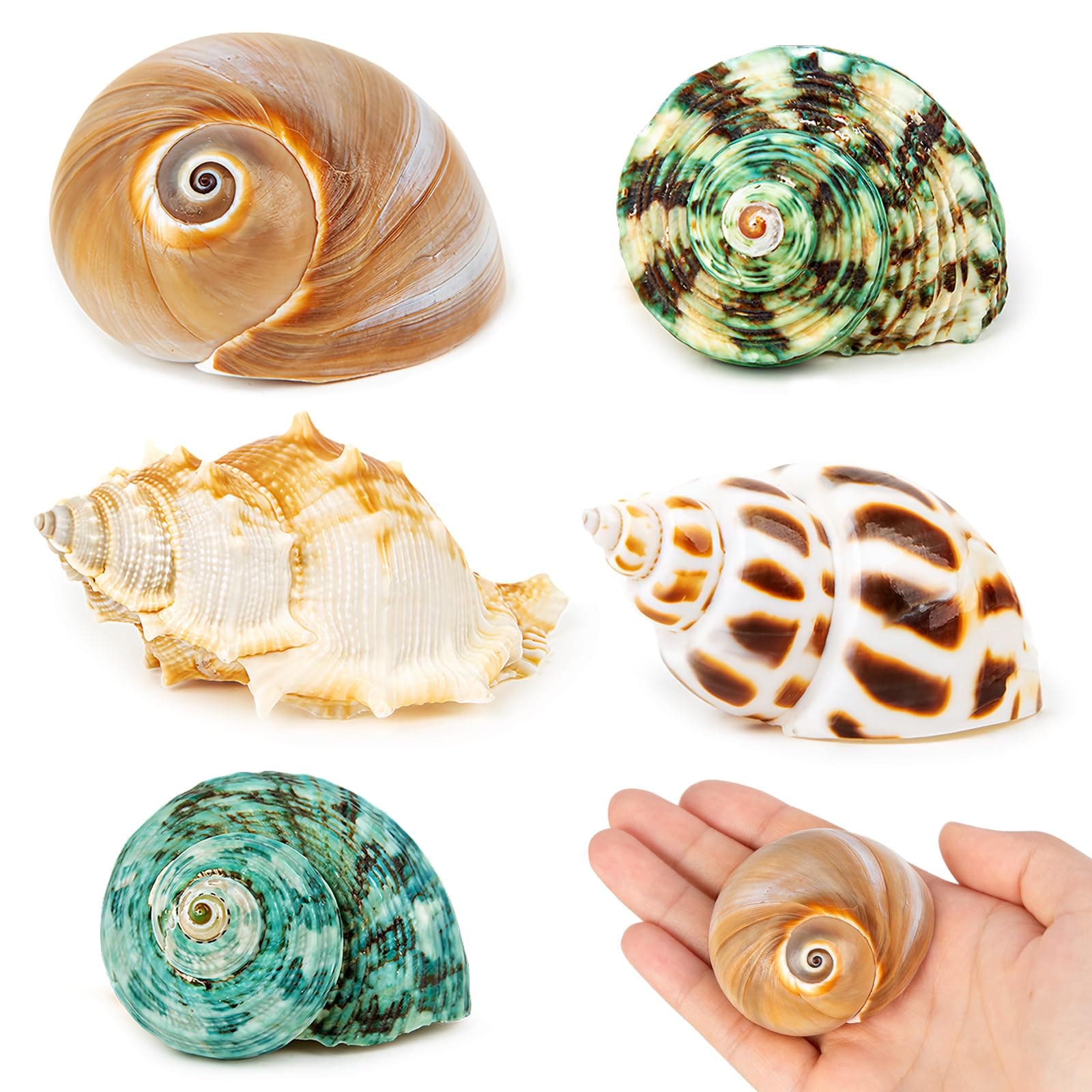 5PCS Hermit Crab Shells | Natural Sea Conch Size 2.1" - 2.8", Opening Size 0.9" - 1.5" | Medium Large Turbo Seashells for Hermit Crab Supplies and Beach Decoration Sea Shell