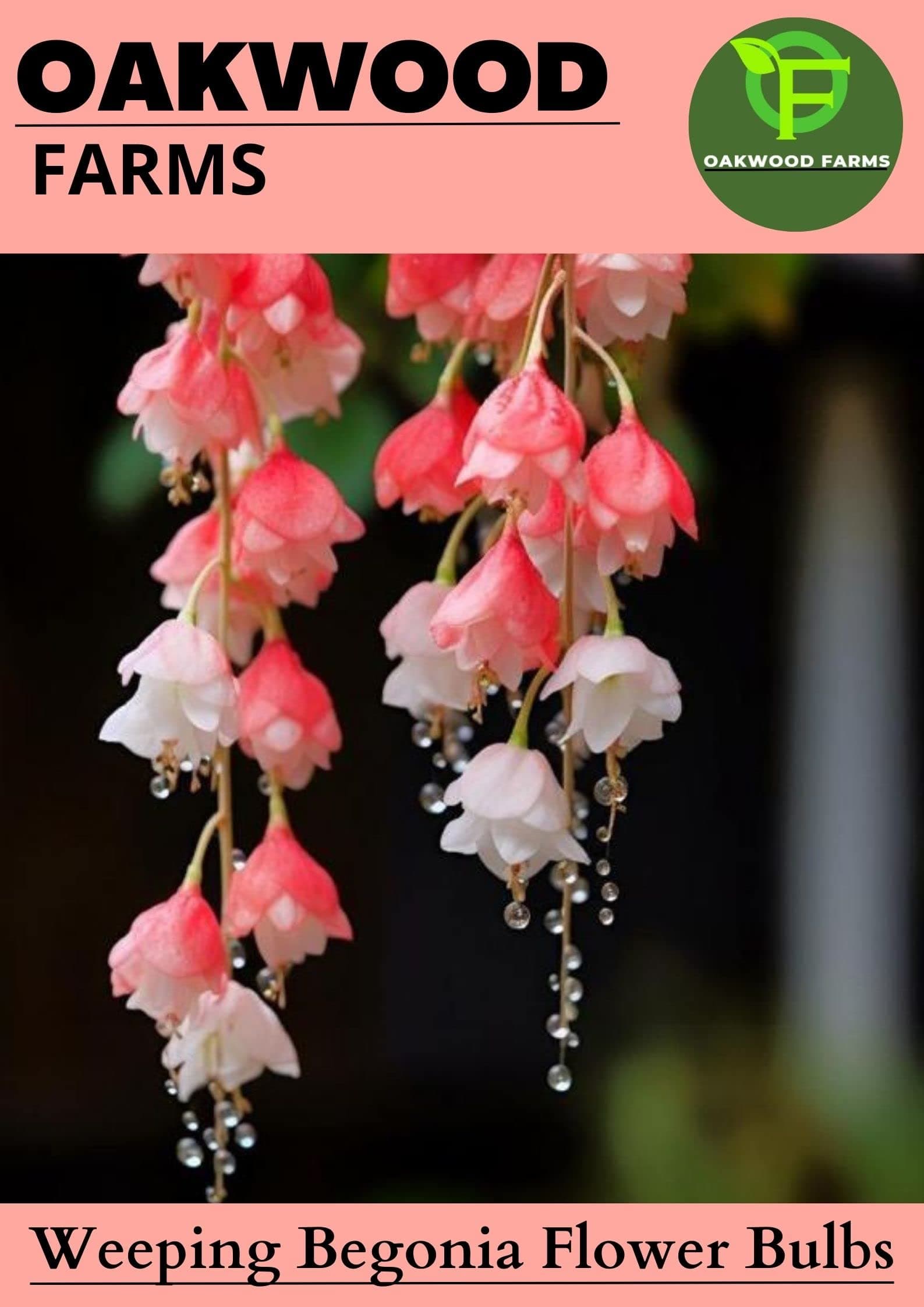 Oakwood Farms® Imported Weeping Begonia Mix Color Flower Bulbs For Gardening (Pack Of 2 Bulbs)