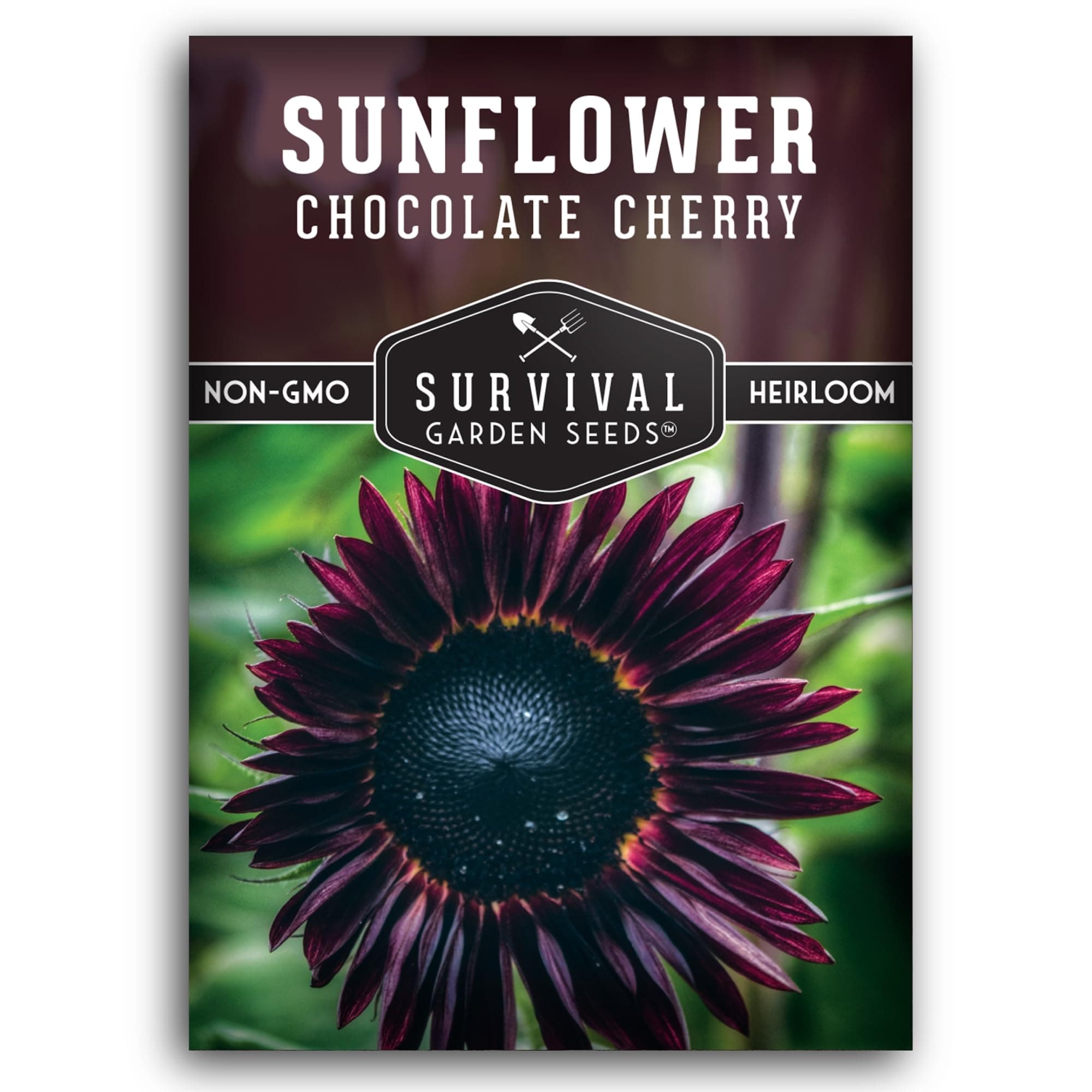 Chocolate Cherry Sunflower Seeds for Planting | Rare Burgundy Black Blooms, 6-7ft Giant Non-GMO Heirloom Flower - Survival Garden Seeds (1 Pack)