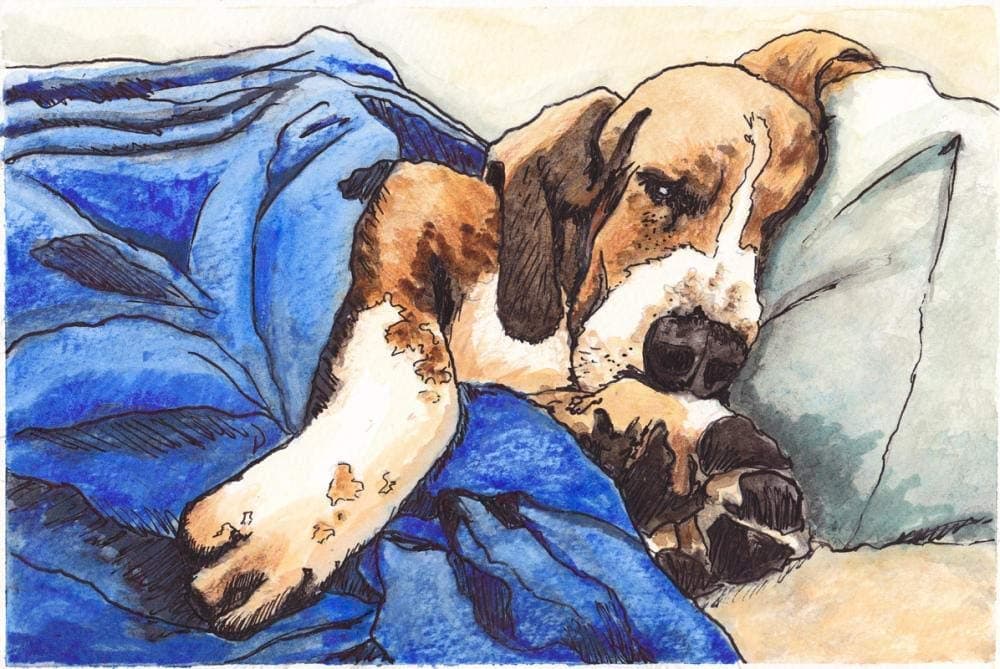 Sleeping Dog Basset Hound DIY 5D Diamond Painting by Number Kits Full Drill Rhinestone Pictures Arts Craft for Home Wall Decor