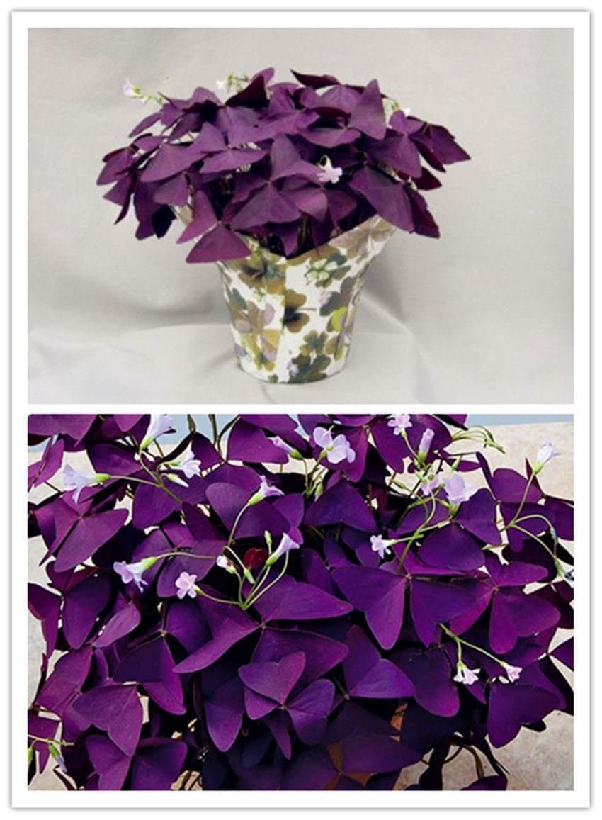 10 pcs Purple Shamrock- Oxalis triangularis Bulbs * Easy Grow * Perennial *