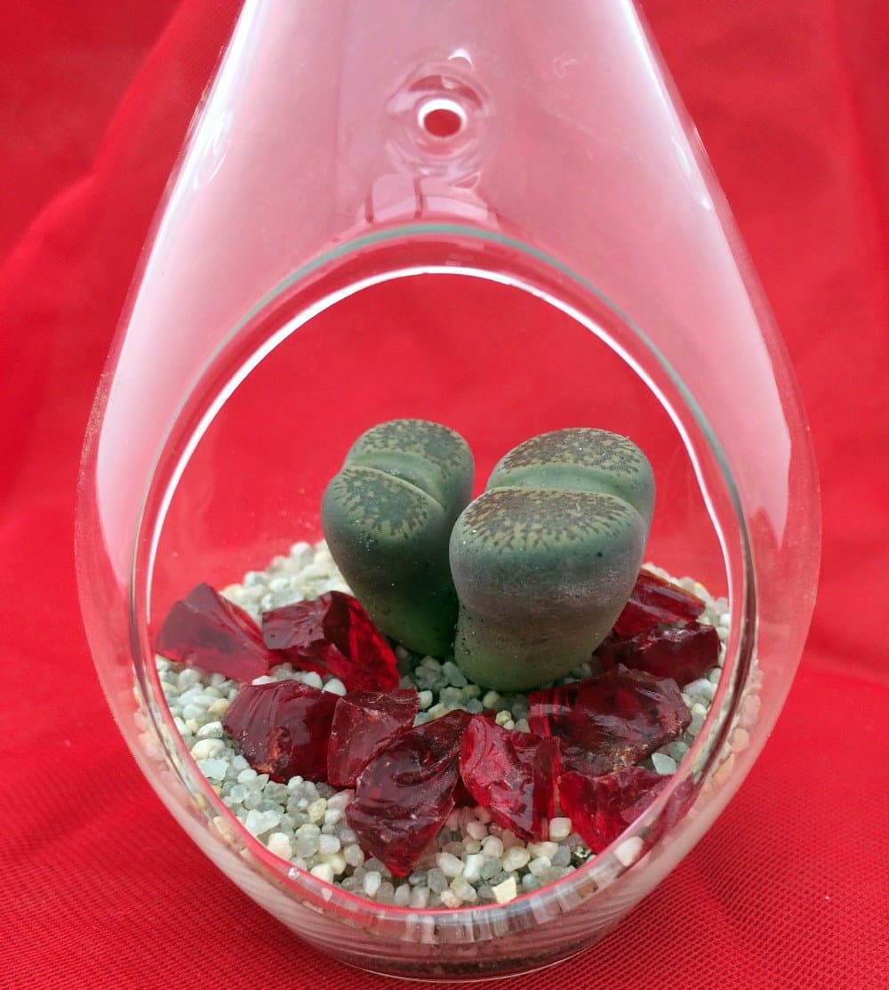 Hanging Teardrop Live Living Stone Terrarium Kit -Easy to Grow-2.5" x 4.5" Glass