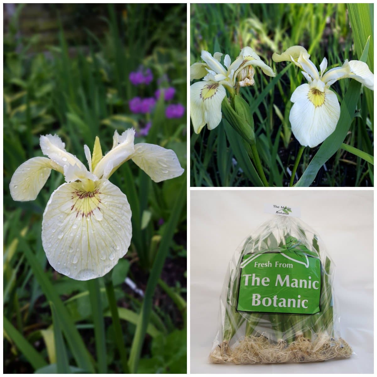 Iris pseudacorus alba - White Flag Iris