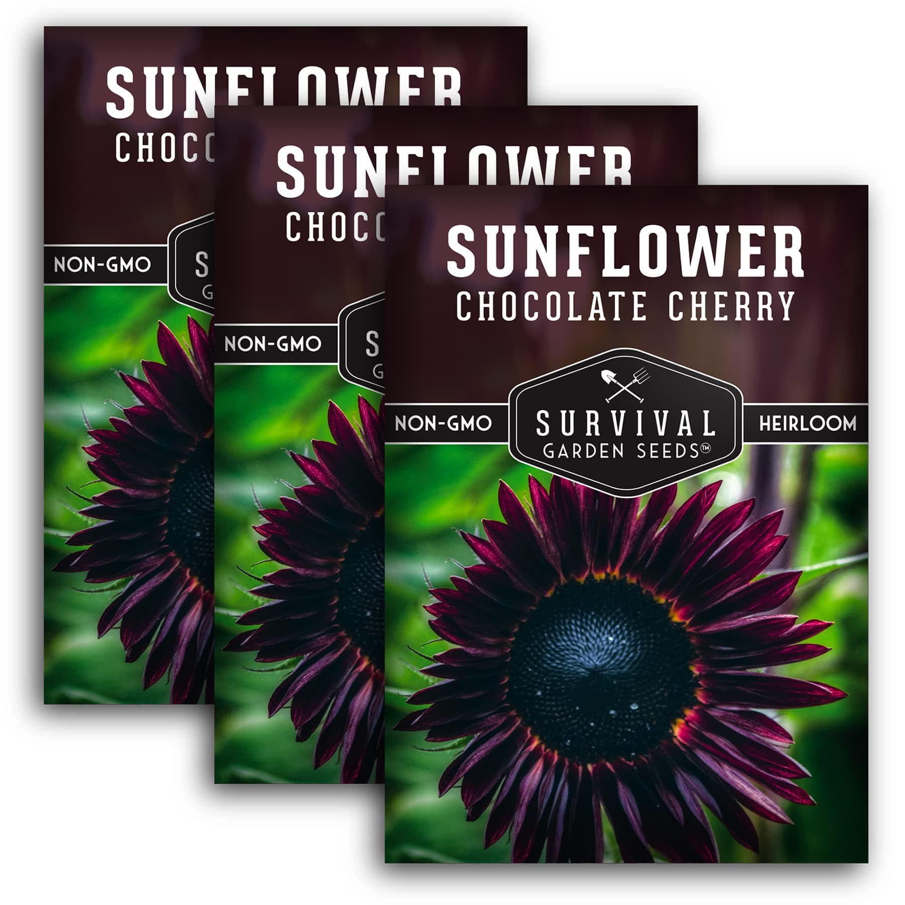 Chocolate Cherry Sunflower Seeds for Planting | Rare Burgundy Black Blooms, 6-7ft Giant Non-GMO Heirloom Flower - Survival Garden Seeds (3 Packs)
