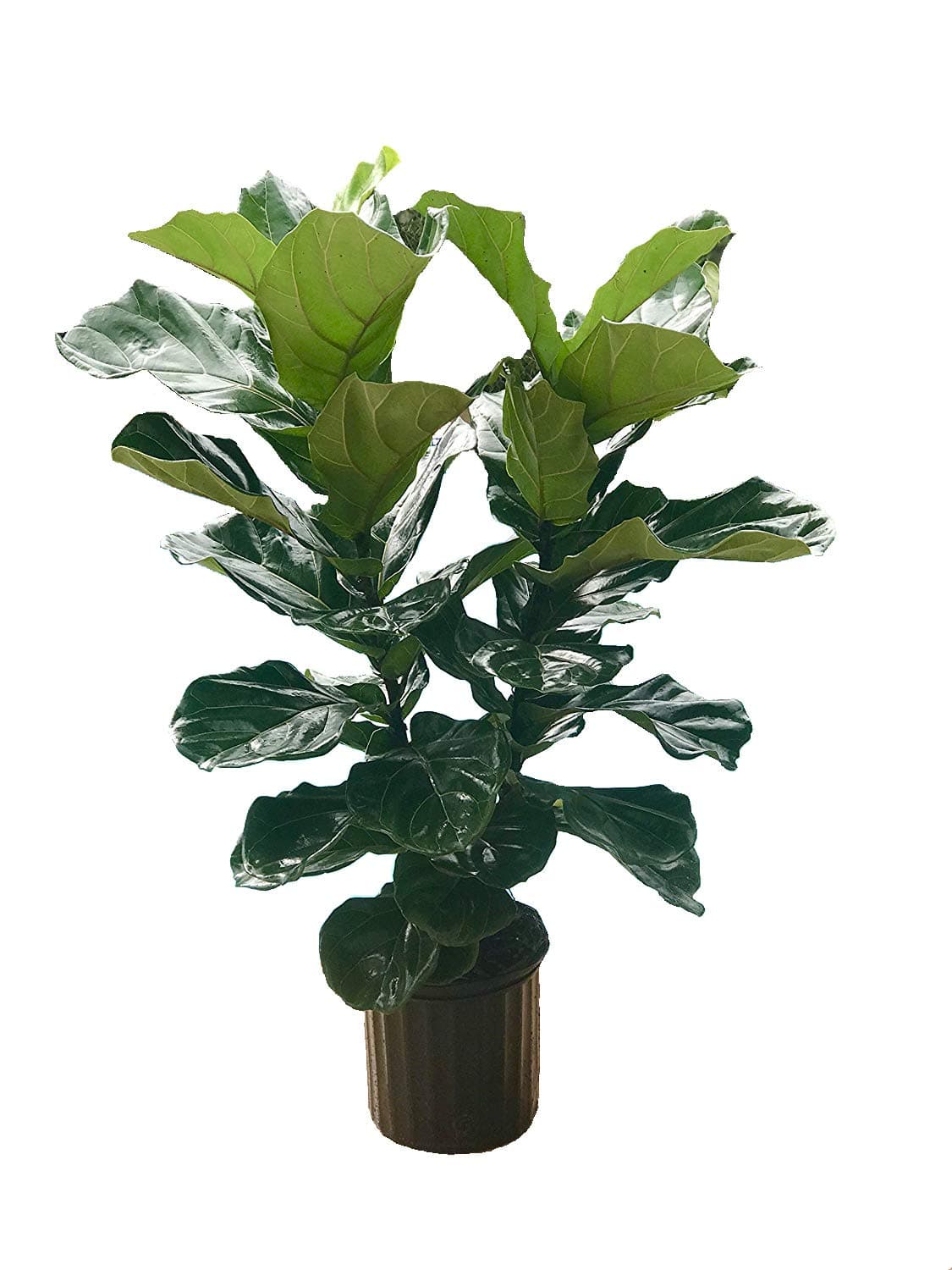 EGGH Pet Hair Remover for Laundry - LEADTEAM Non-Toxic Reusable with Remove Hair from Dogs and Cats on Clothes in The Washing Machine -2 Pcs