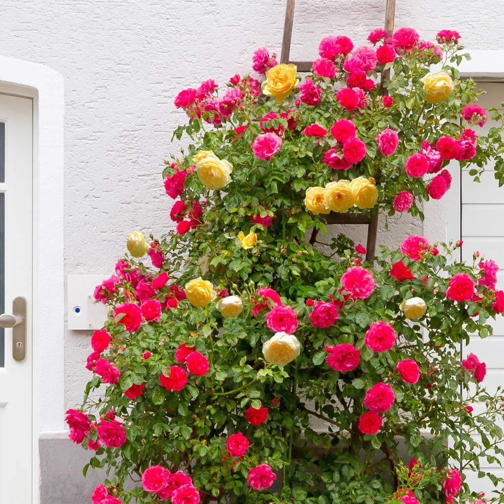 Climbing Rose 'Spanish Flag' Mix-2 Colours on one Bare Root Bush