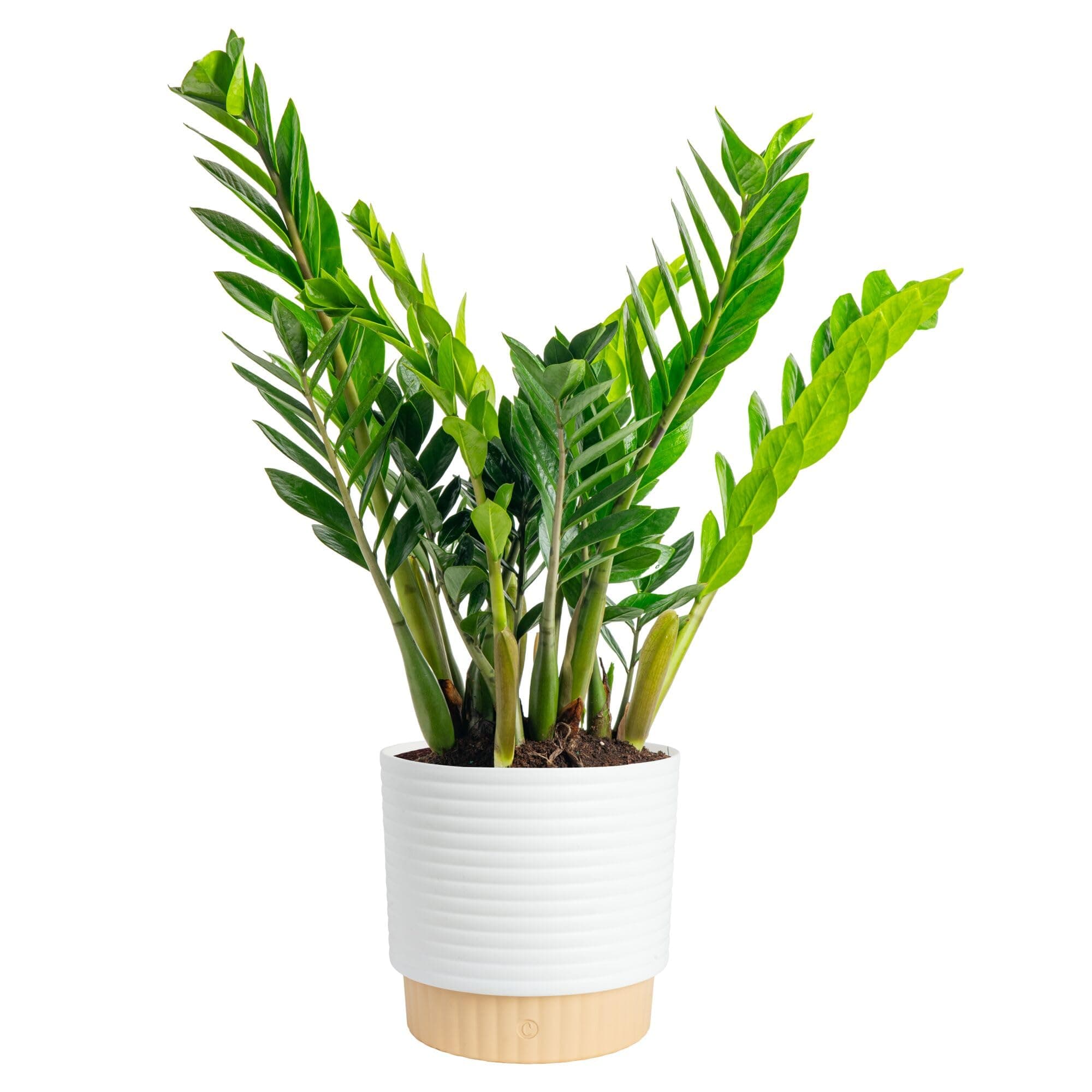 Costa Farms ZZ Live Plant in Decorative Pot, Easy to Maintain, Large Air Purifying Indoor Houseplant, Perfect for Home, Room, or Office Decor, Great House Warming or Birthday Gift, 2-3 Feet Tall