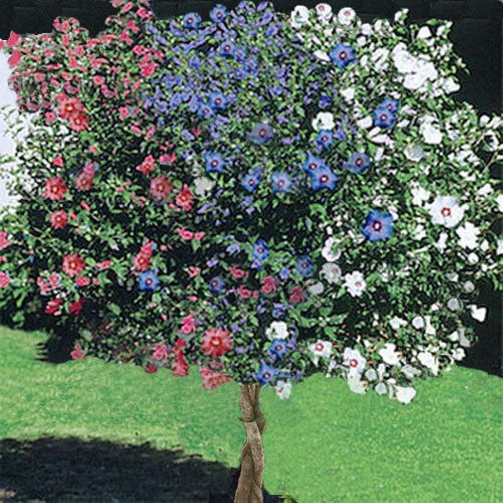 1 Rose of Sharon Tree, 3-N-1 Different Colors Plant Blast of Color Unique 1-2ft M4