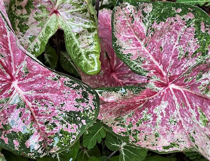(2) Colorful Shade Loving Fancy Caladium Pink Cloud Bulbs for Growing Your Own Caladium Plants