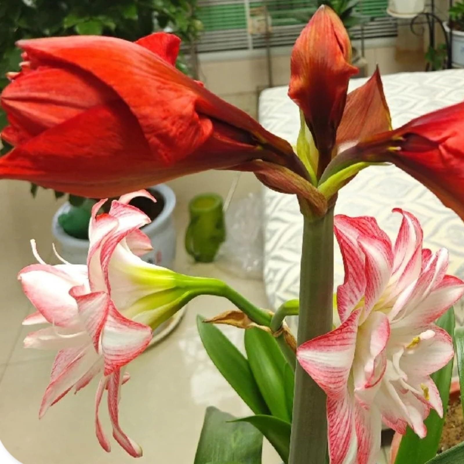 Amaryllis for Planting Now UK Perennial Good for Containers Excellent Display Plant Bulbs Ornamental Greening Flower Natural Organic Easy Plant Perennial -2bulbs-F