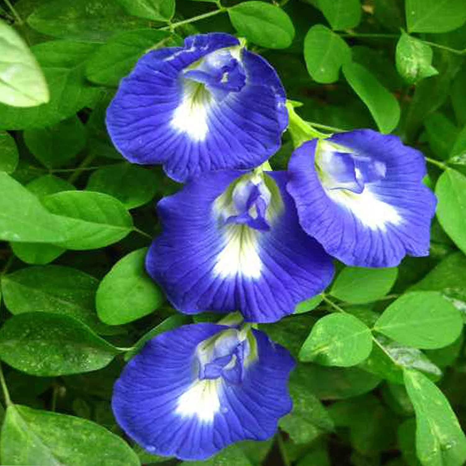 Hug A Plant | Aparajita/Shankupushpam/Butterfly pea (Clitoria ternatea) Flowering/Ornamental/Medicinal/Live Plant (Home & Garden)
