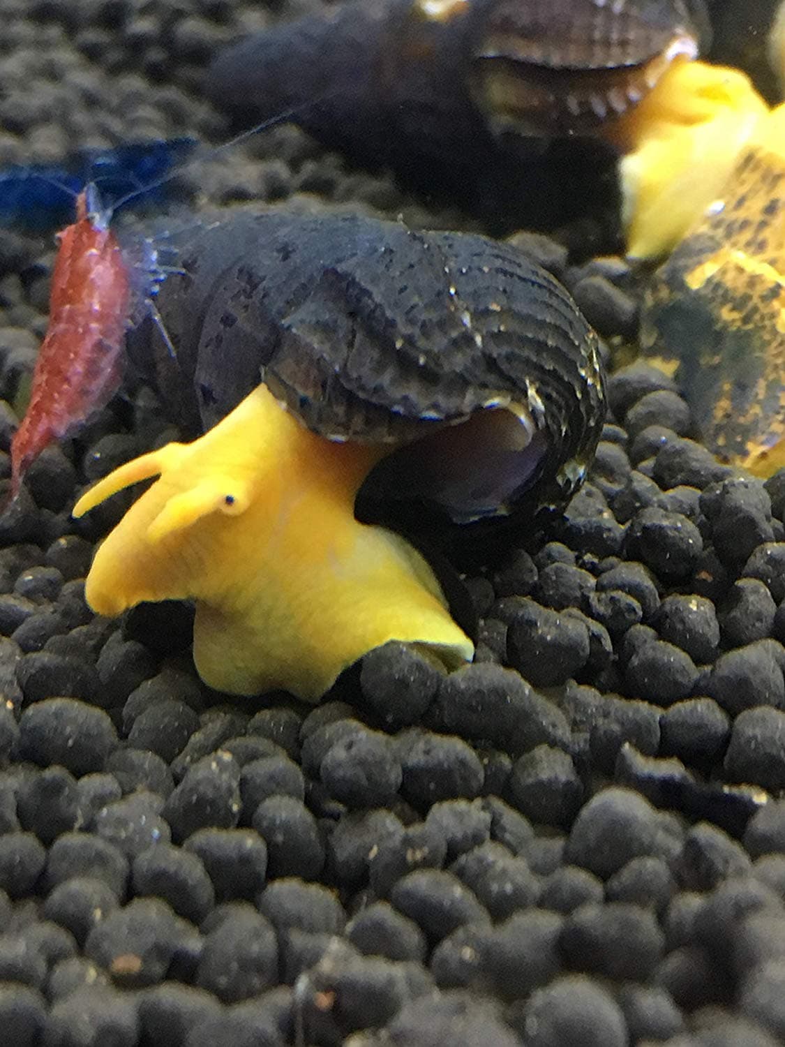 5 x Live Orange Poso Sulawesi Rabbit Snails Tylomelania Live Freshwater Snail