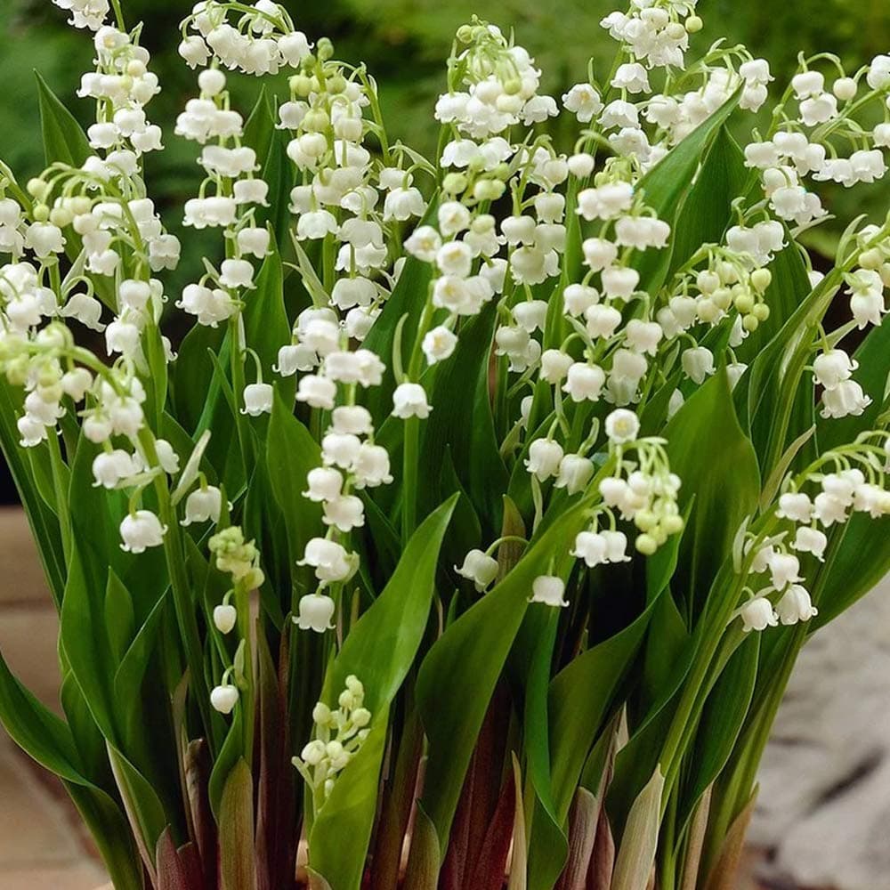 2 x Lily of The Valley- RHS Award Recipient- Signature Scented Bell Shaped Flowers- A Woodland Flowering Plant- Grow in Your Beautiful Garden