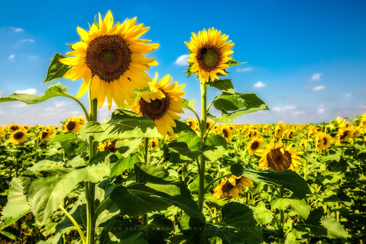Country Photography Print (Not Framed) Picture of Trio of Sunflowers in Sunflower Field on Late Summer Day in Kansas Farm Wall Art Farmhouse Decor 4x6 to 40x60