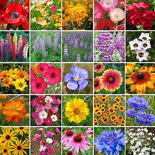 Eden Brothers Southwest Wildflower Mixed Seeds for Planting, 1/4 lb, 120,000+ Seeds with Cornflower, Blanket Flower | Attracts Pollinators, Plant in Spring or Fall, Zones 3, 4, 5, 6, 7, 8, 9, 10