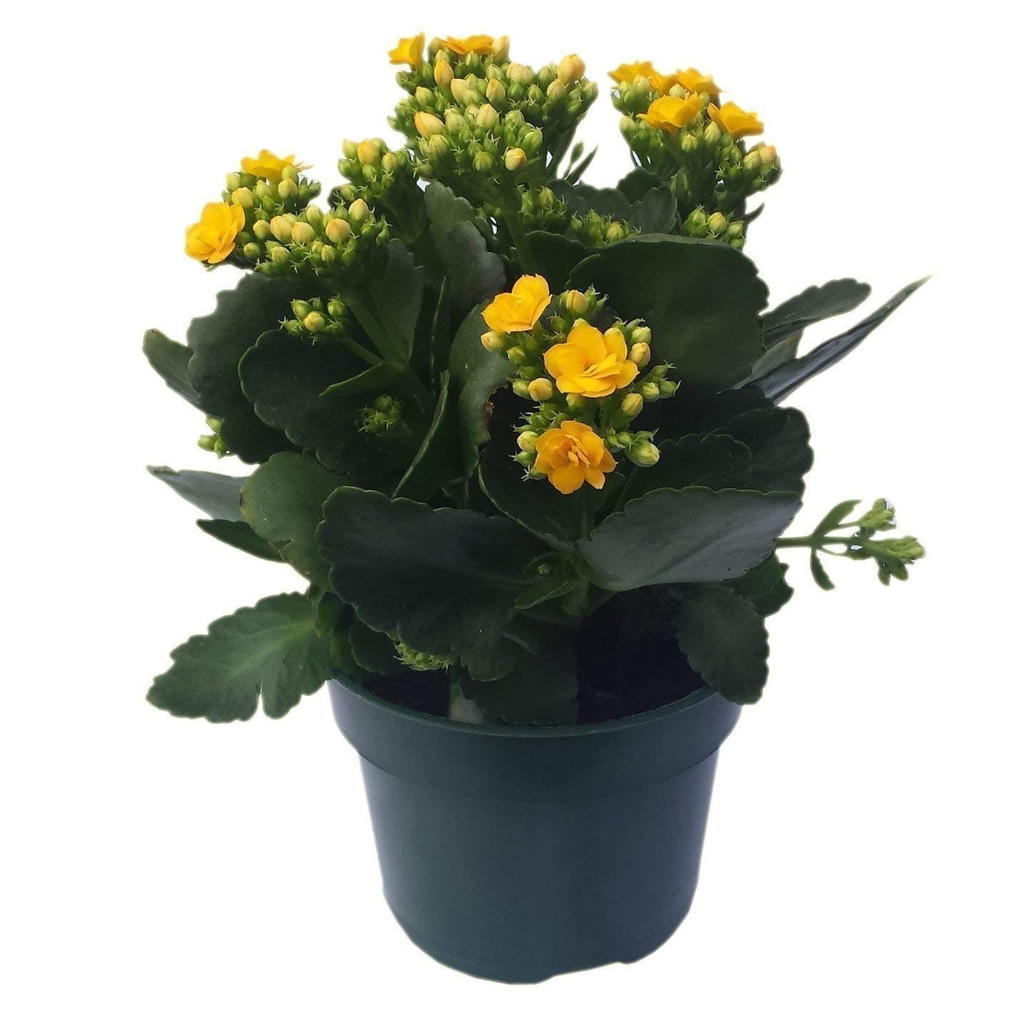 30 Plant Pots - 5 Inch Diameter - 100% Recycled Plastic - Made in USA - Strong, Reusable - Green