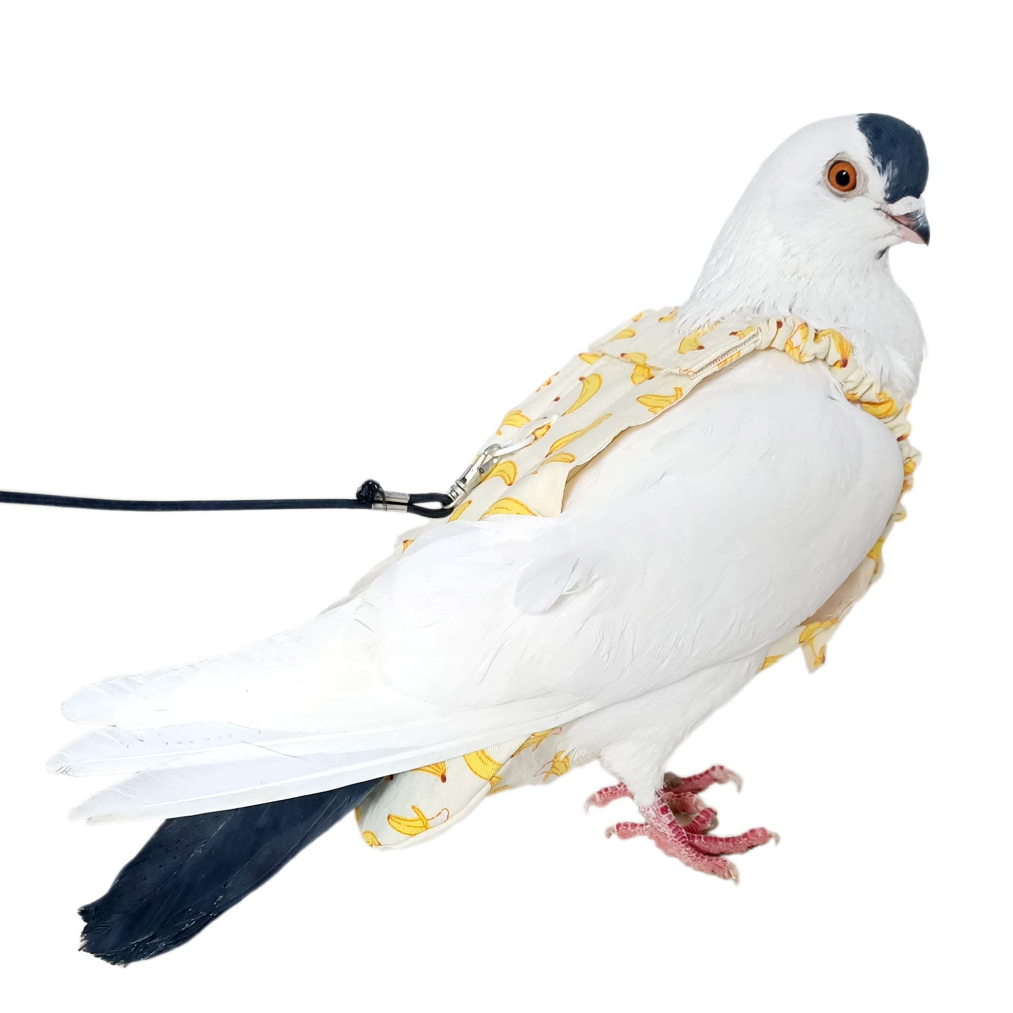 Pigeon Diaper with Leash for Pigeons over 5 Months Old