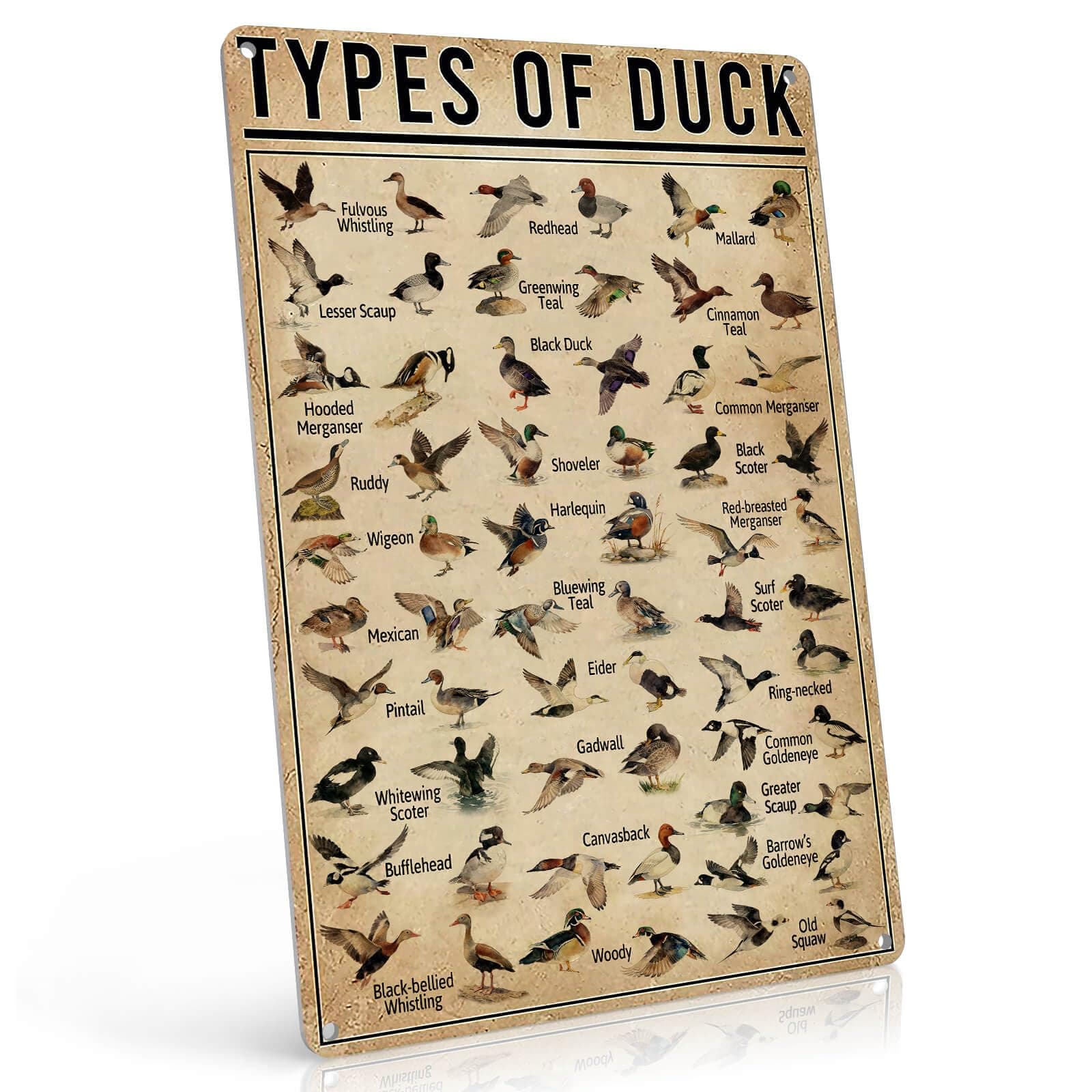 Duck Knowledge Metal Poster Type Of Duck Metal Tin Sign School Club Hunting Lodge Cafe Bedroom Bathroom Kitchen Home Art Wall Decoration 8x12 Inch