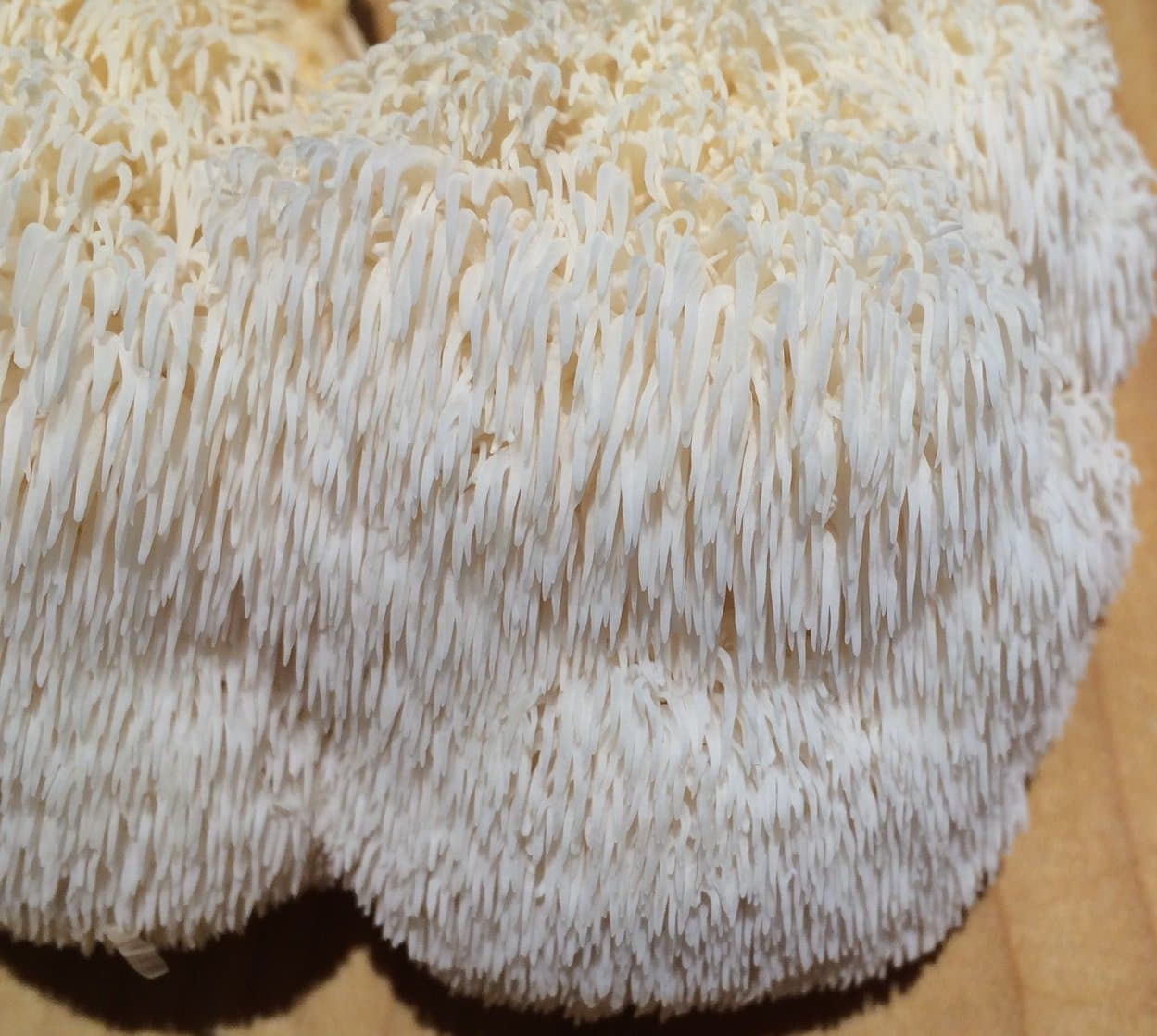 Lion's Mane (Hericium erinaceus) Grow Kit
