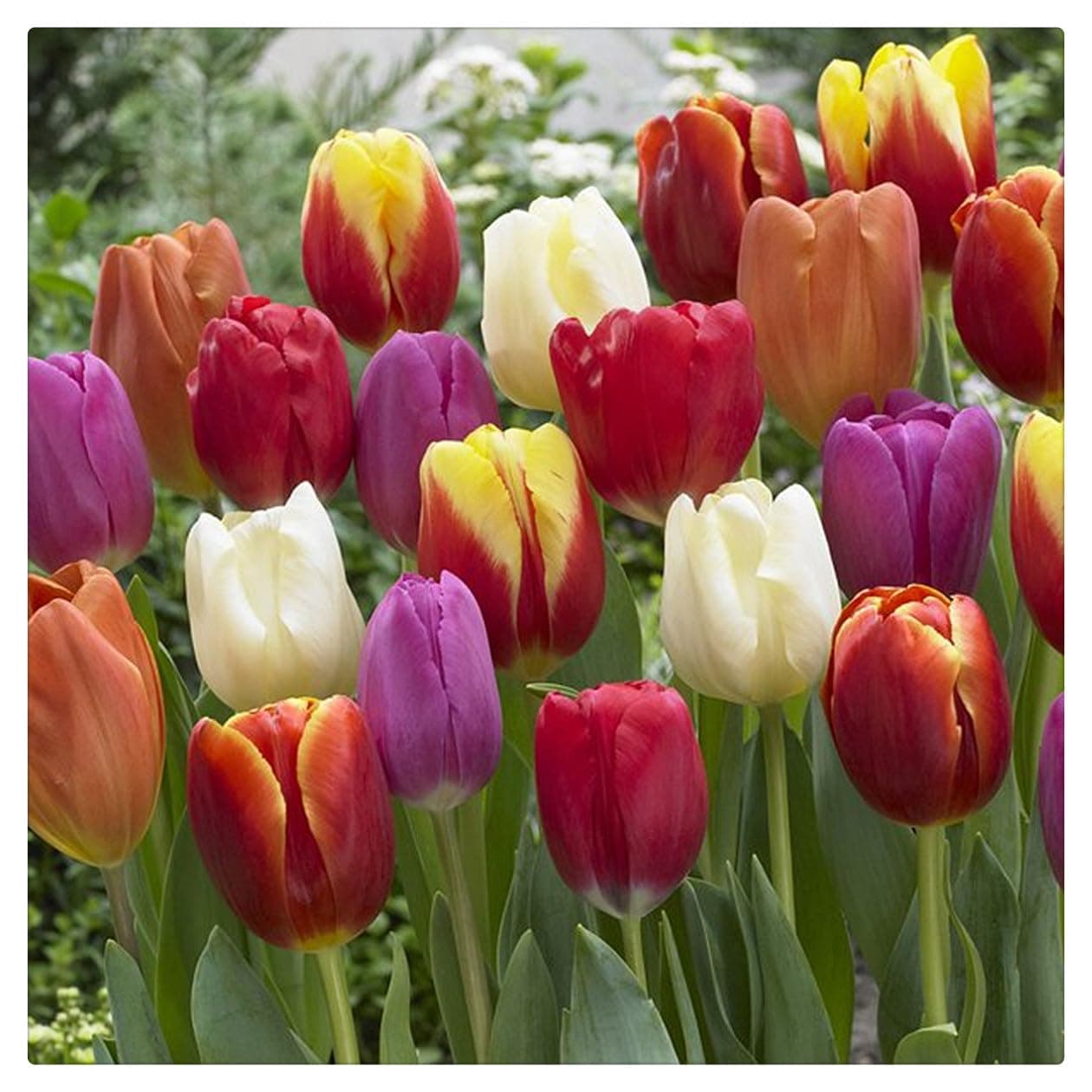 Garden (Tulip for Planting) Indoor or Outdoor Surprise to Grow Pots to Grow Tulip for Fall Planting Simple to Grow Fall or Spring-10 Bulb-Z