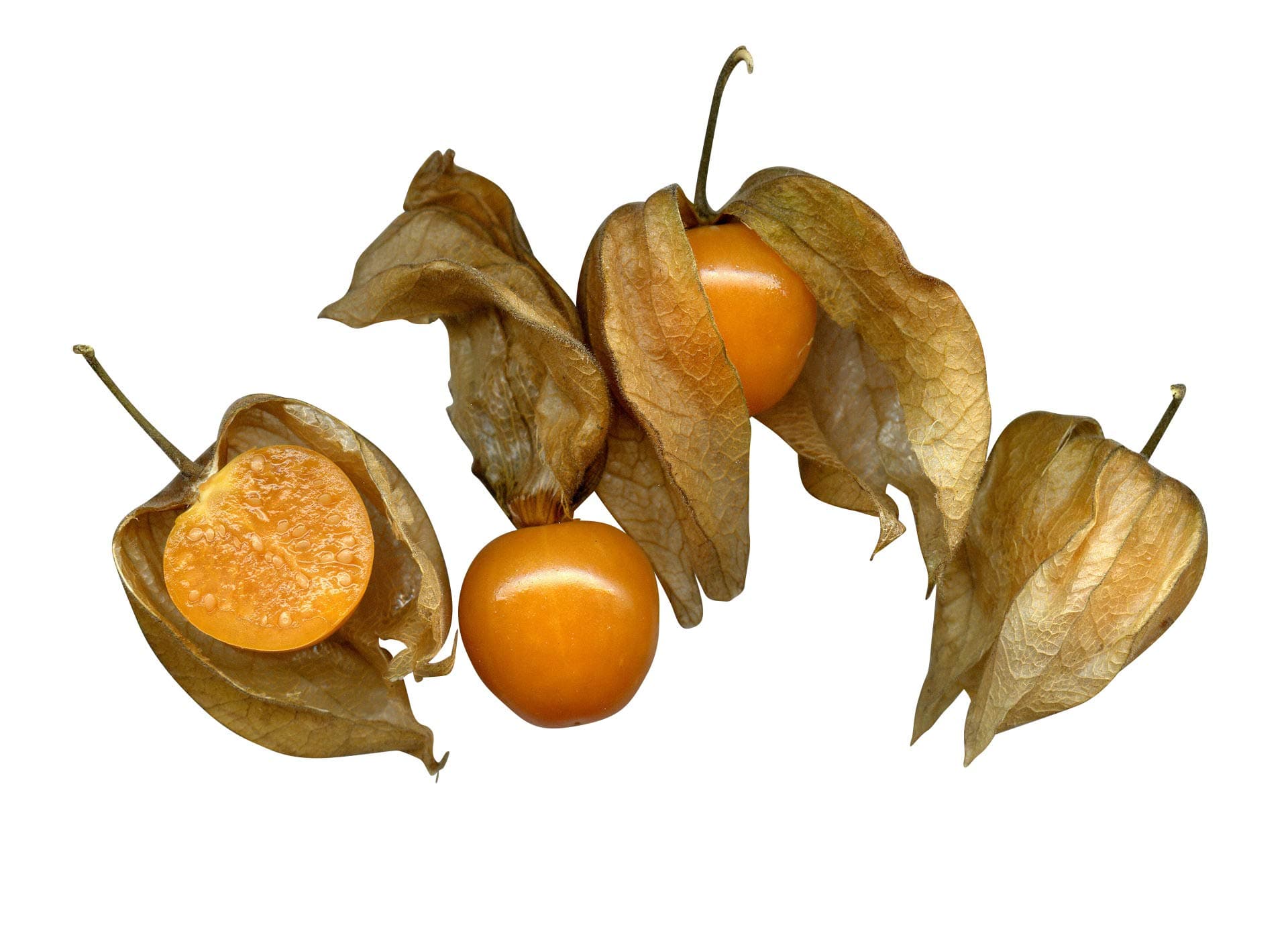 Cape Gooseberry - GIANT - Physalis peruviana - 100 seeds *** The Real Physalis ***