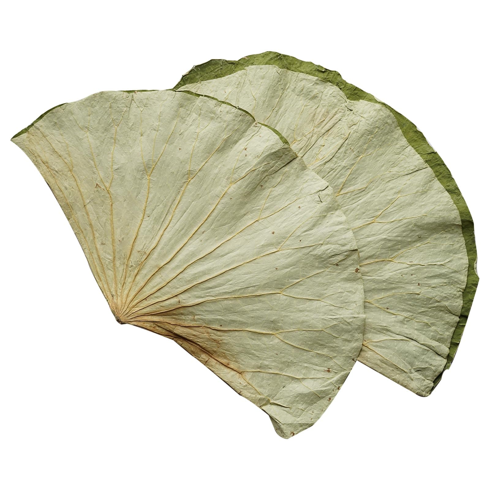 Rainlily Wen Dried Lotus Leaves Sushi Plate Decoration Whole Sheet 30 Pcs Food Wrapping Party Decoration Cooking Radius For 11'' Food Wrapping Party making Lo Mai Gai