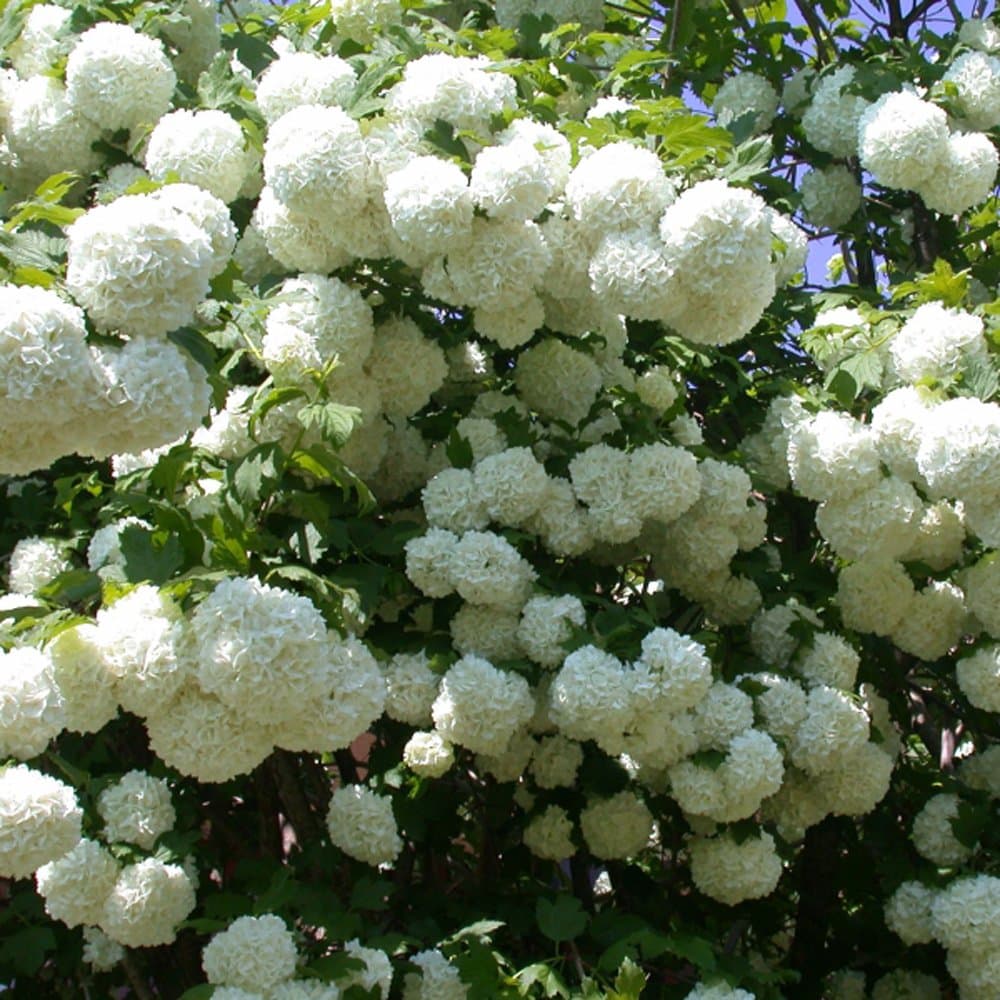 Viburnum Opulus 'Roseum' Snowball Tree 1 x 3.6L Potted Plant – Hardy Garden Shrub Producing Stunning Giant White Blooms, Ideal for Borders and Landscapes, by Thompson & Morgan