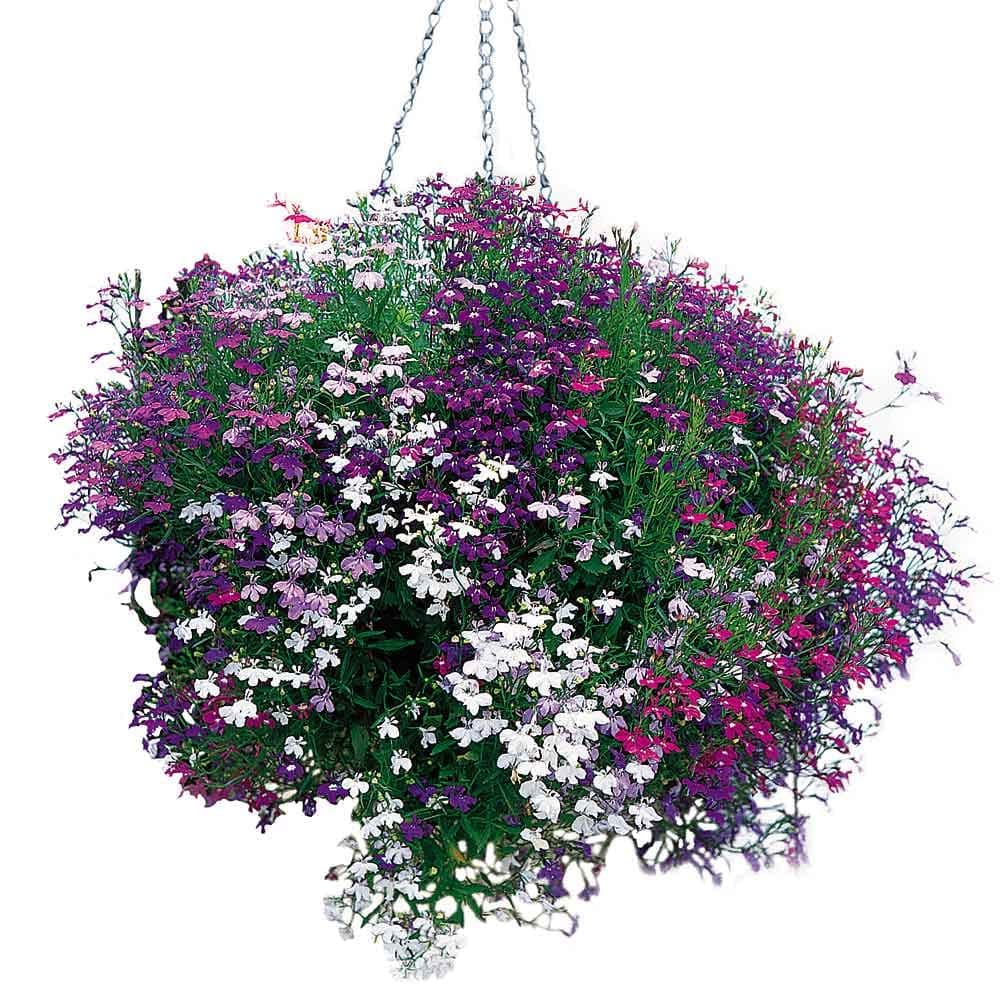 50+ Trailing Mixed Lobelia Regatta Perennial Flower Seeds/Great for Hanging Baskets