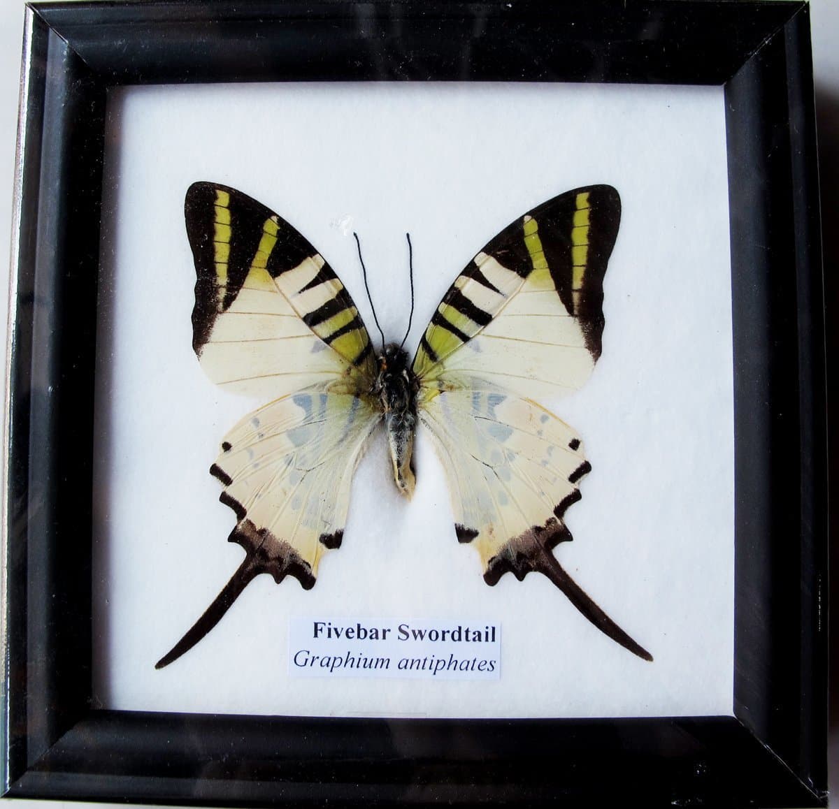 Framed Real Beautiful Fivebar Swordtail Butterfly Collection Gift Display Insect Taxidermy - BTF01J2