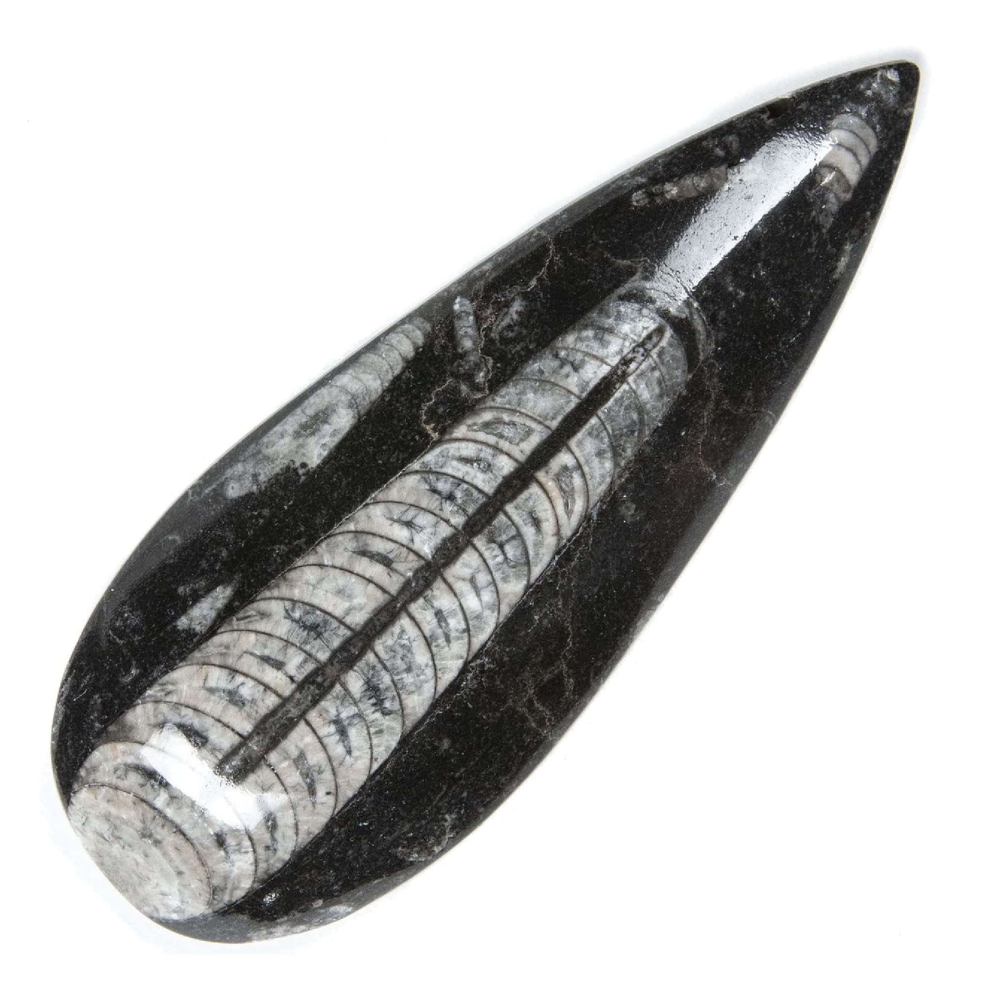 Authentic Natural Orthoceras Fossil - Extinct Cephalopod Shell - Morocco