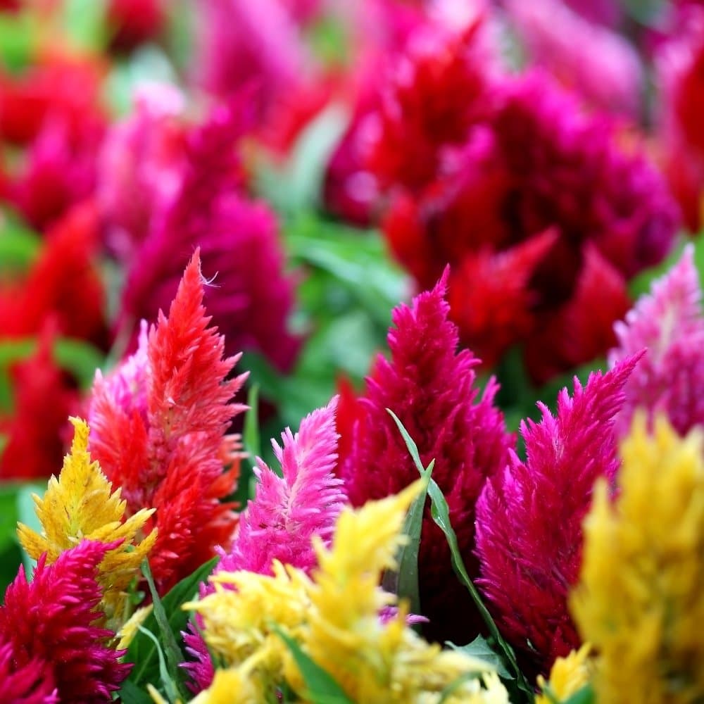 Plumed Cockscomb Mixed Seeds - Celosia argentea plumosa -