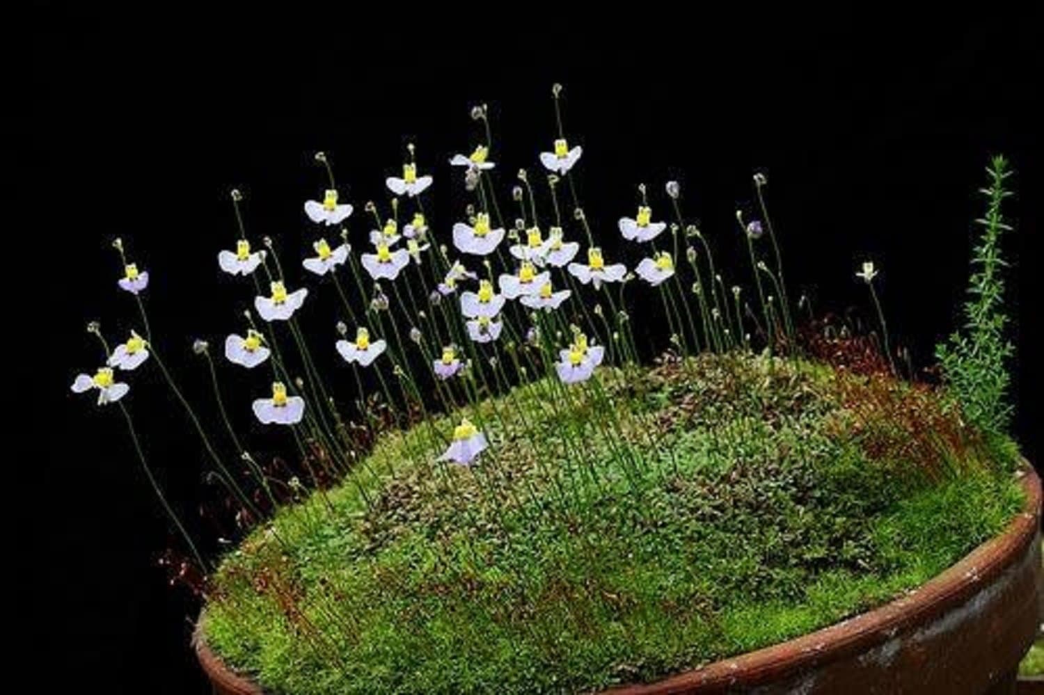 Utricularia Bisquamata South African Bladderwort Carnivorous 10 Seeds
