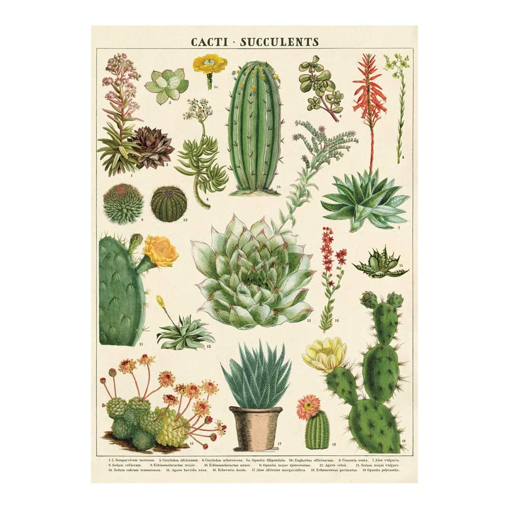 CAVANILLI & CO. Cavallini Decorative Paper - Cacti & Succulents 20"x28" Sheet - Cavallini Decorative Paper - Cacti & Succulents 20"x28" Sheet