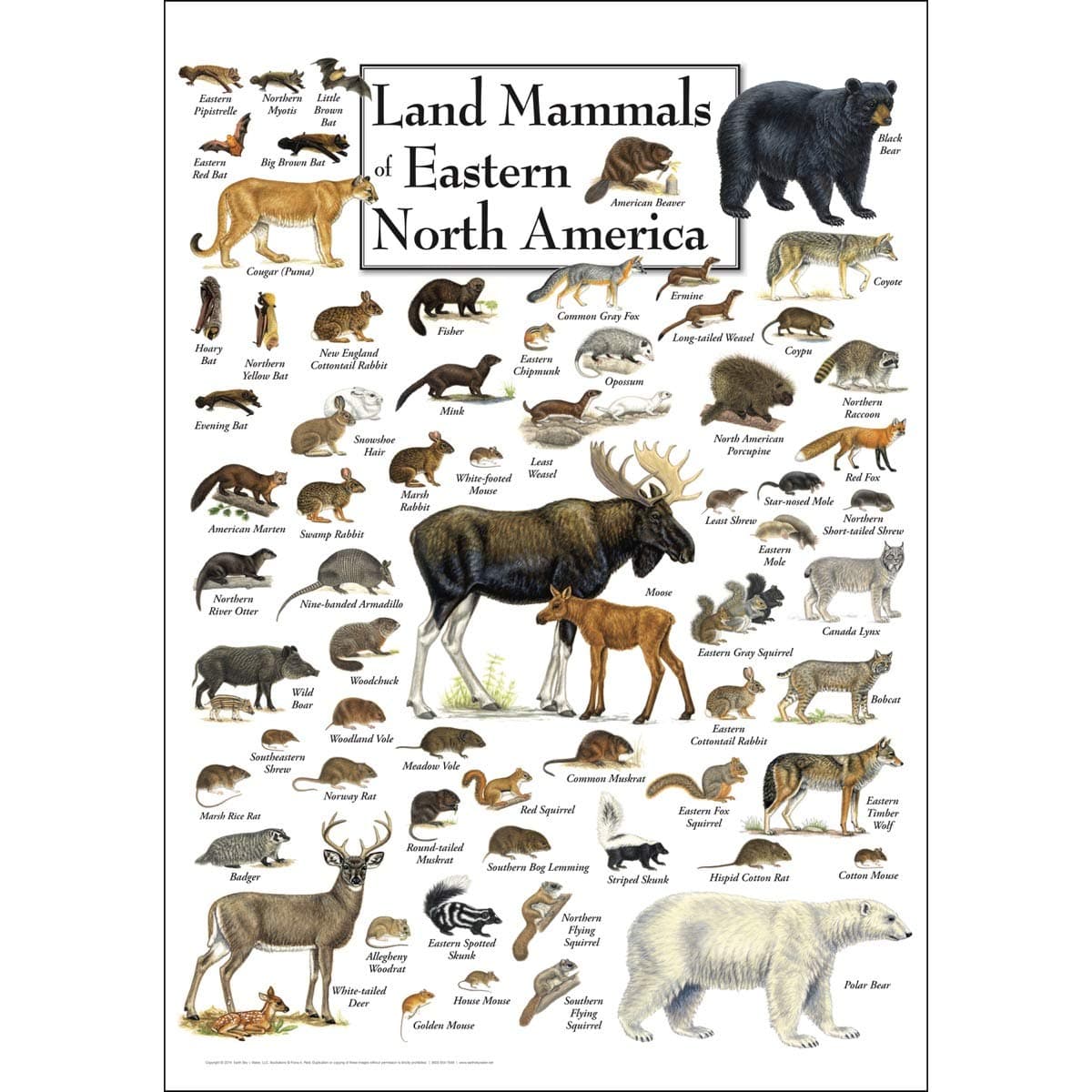 Earth Sky + Water - Land Mammals of Eastern North America - Poster