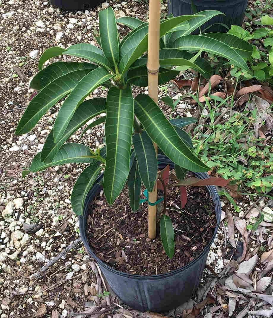 Mango Tree Julie Grafted 2 Feet Tall, No Ship to CA, TX, AZ