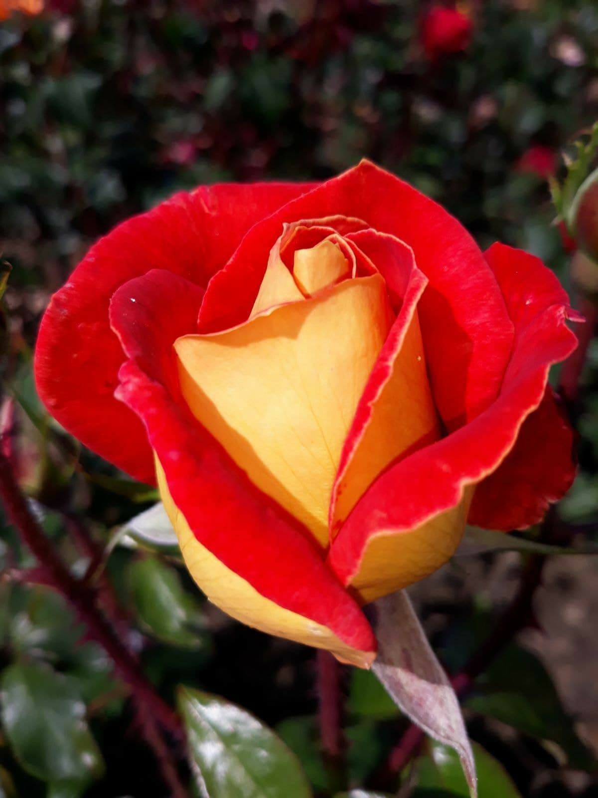 gowlers plants Piccadilly climbing rose bush bare root