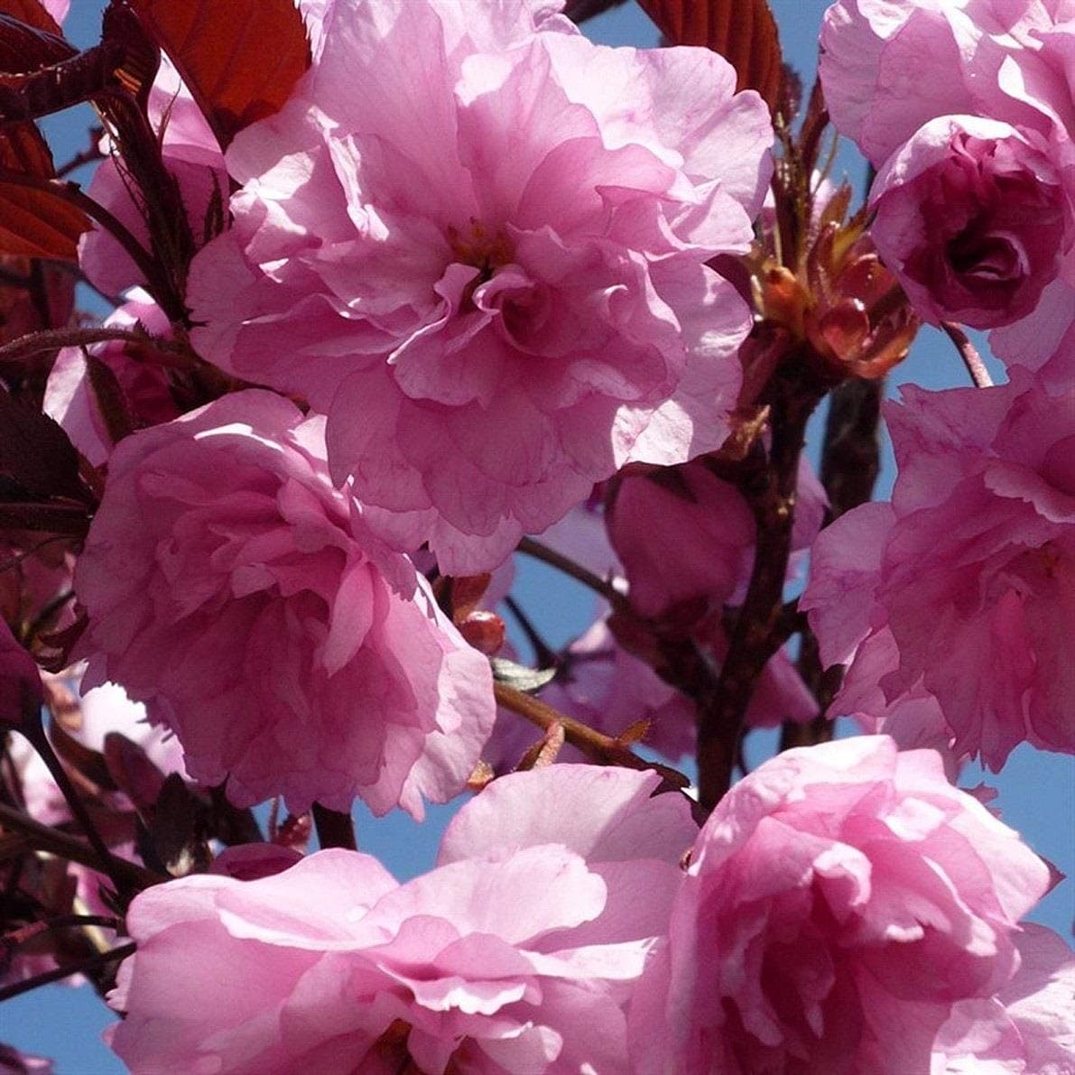 Prunus Royal Burgundy Japanese Flowering Cherry Tree 6-7ft Supplied in a 10 Litre Pot by DirectPlants
