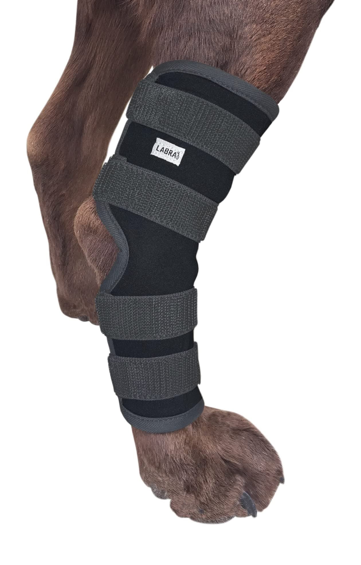 Labra (Large) - Co. Dog Canine Rear Leg Hock Joint Wrap Protects Wounds as they Heal Compression Brace Heals and Prevents Injuries and Sprains Helps with Loss of Stability caused by Arthritis