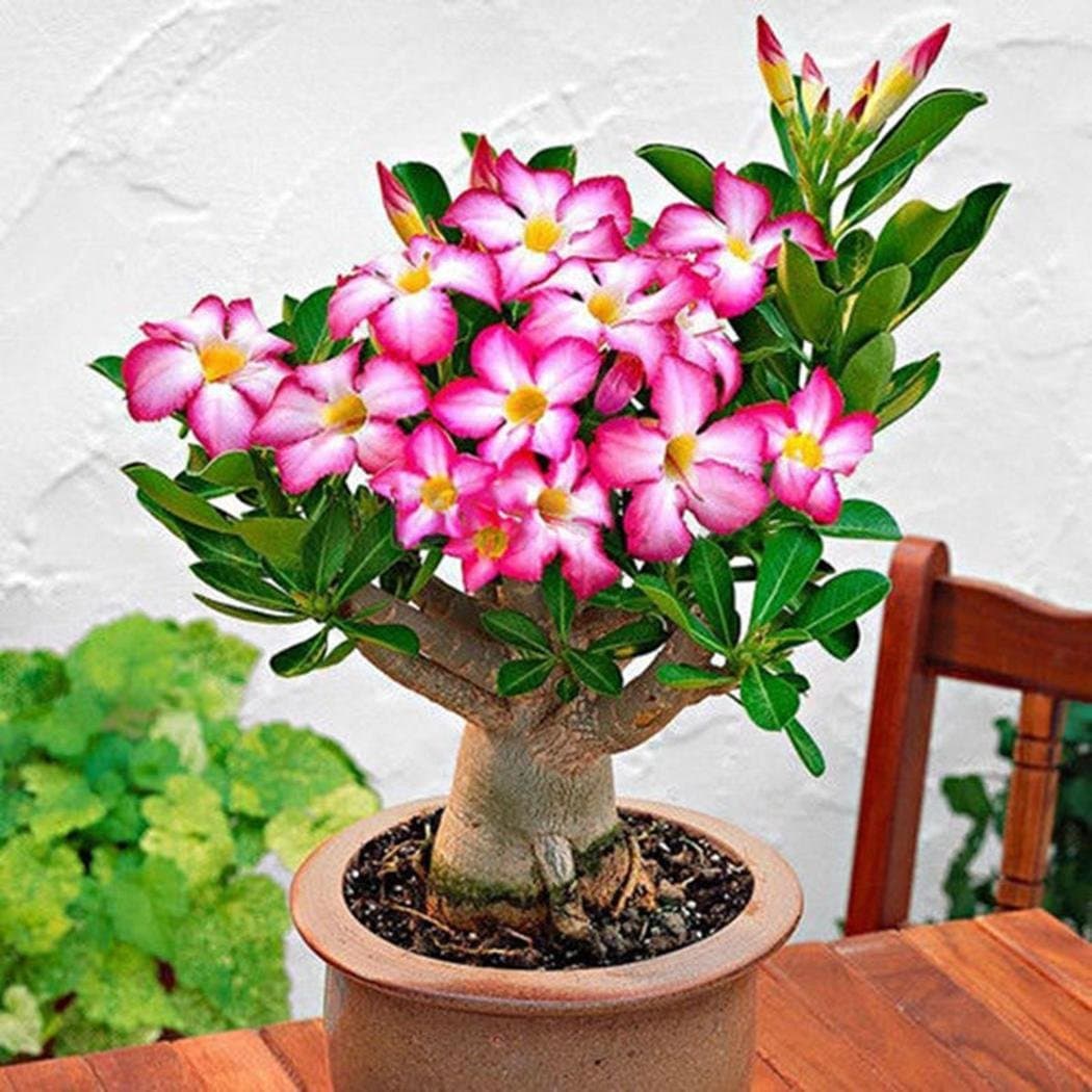 Seeds House- SummerRio Rare Desert Rose Seeds (Adenium obesum) Succulents Seeds Flower Seeds Rose Seed Hardy Perennial for Patio/Balcony/Garden