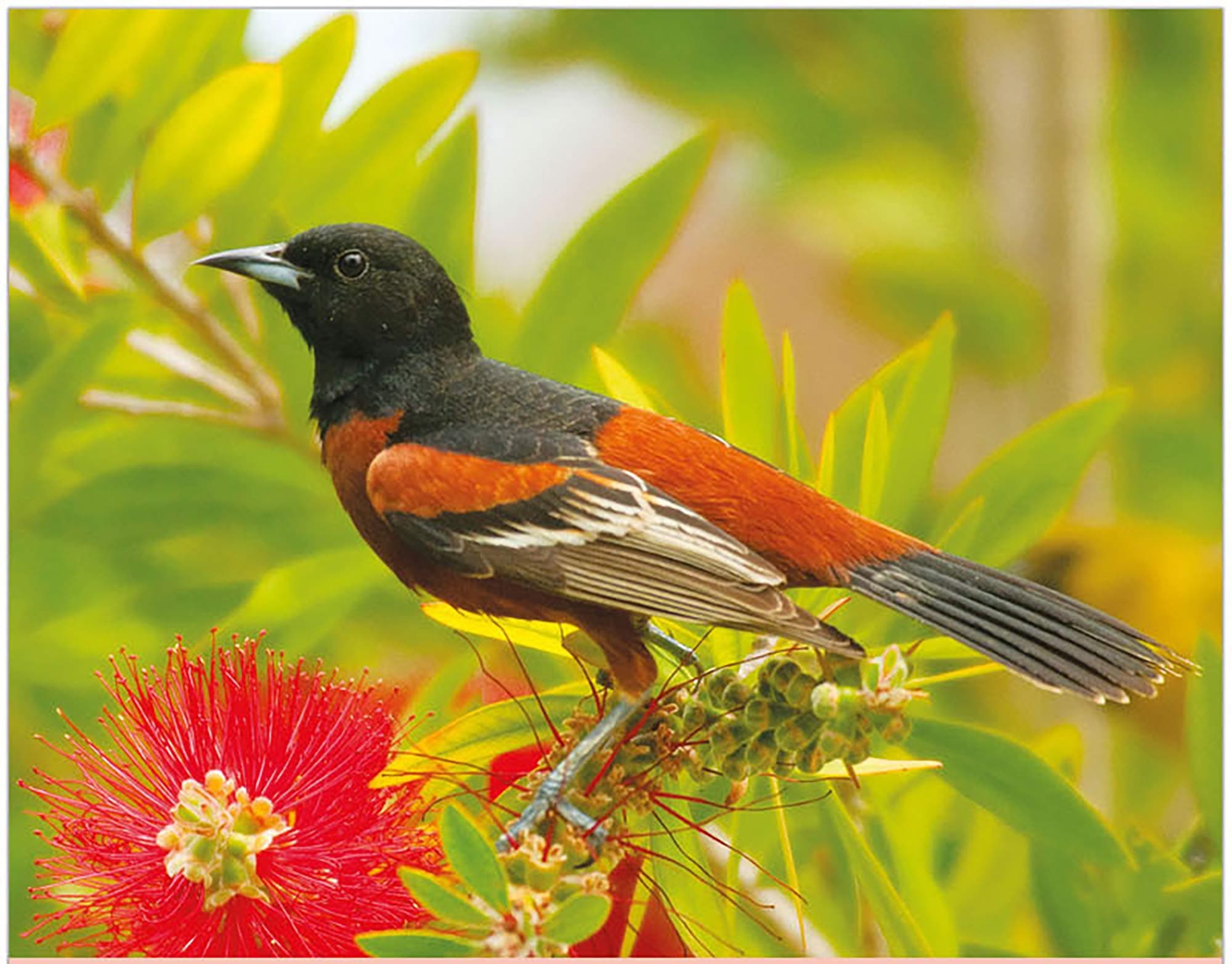 Simply Calendar"Garden Birds" 2020 Lightweight Wall Calendar - 10.5" x 18" (Open)